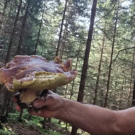 Chata Czarny Kot Z Kominkiem I Sauna Janowice Wielkie Exterior photo